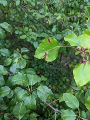 Gymnosporangium sabinae