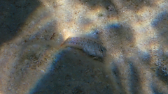 Parablennius sanguinolentus