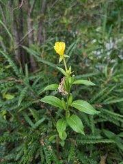 Oenothera