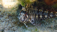 Parablennius gattorugine