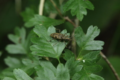 Rhagium mordax