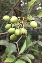Viburnum prunifolium