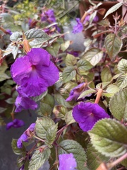 Achimenes
