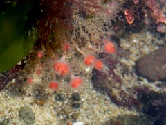 Ectopleura marina