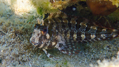 Parablennius gattorugine