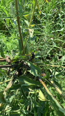 Dendrobias mandibularis