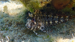 Parablennius gattorugine