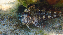 Parablennius gattorugine