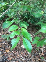 Viburnum prunifolium