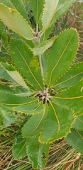 Banksia robur