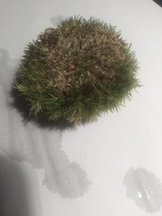 Leucobryum glaucum