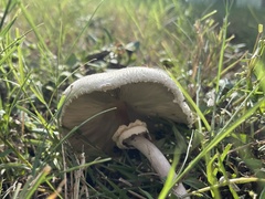 Chlorophyllum molybdites image
