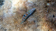 Thalassoma pavo