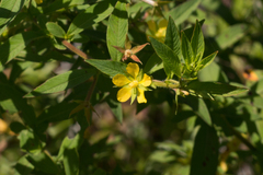 Ludwigia leptocarpa