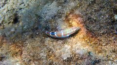 Thalassoma pavo