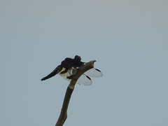 Palpopleura portia