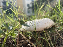 Chlorophyllum molybdites image