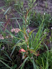 Persicaria pensylvanica