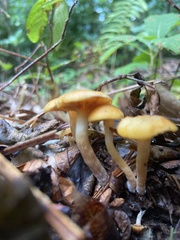 Physalacriaceae