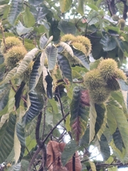 Castanea