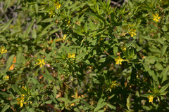 Ludwigia leptocarpa
