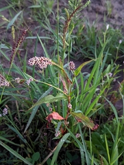 Persicaria pensylvanica