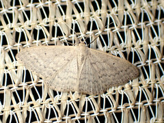 Scopula optivata