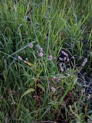 Persicaria pensylvanica