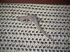 Christinus marmoratus