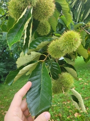 Castanea