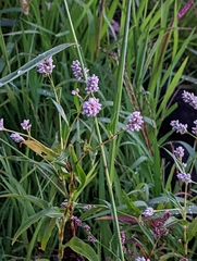 Persicaria pensylvanica