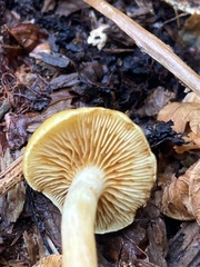 Physalacriaceae
