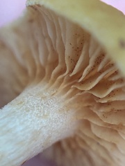 Physalacriaceae