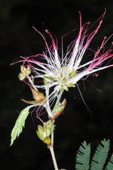 Calliandra foliosa