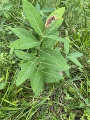 Asclepias incarnata
