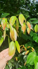 Cinnamomum