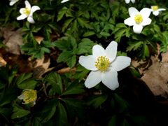 Anemonoides nemorosa