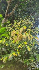 Cinnamomum
