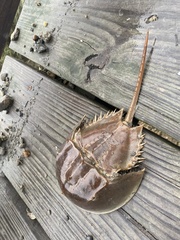 Limulus polyphemus