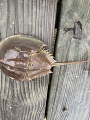 Limulus polyphemus