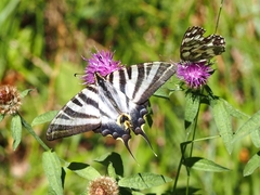 Iphiclides feisthamelii