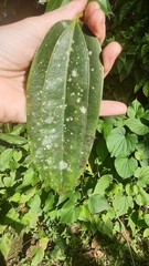 Cinnamomum