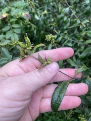 Hypericum prolificum