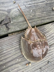 Limulus polyphemus