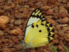 Belenois creona