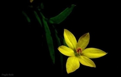 Sisyrinchium binervatum