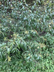 Hypericum prolificum