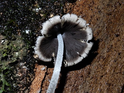 Coprinopsis laanii image