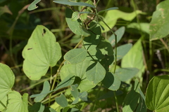 Lathyrus ochroleucus