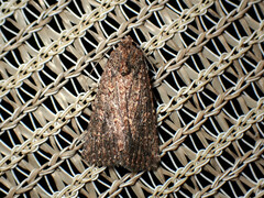 Hypoperigea tonsa